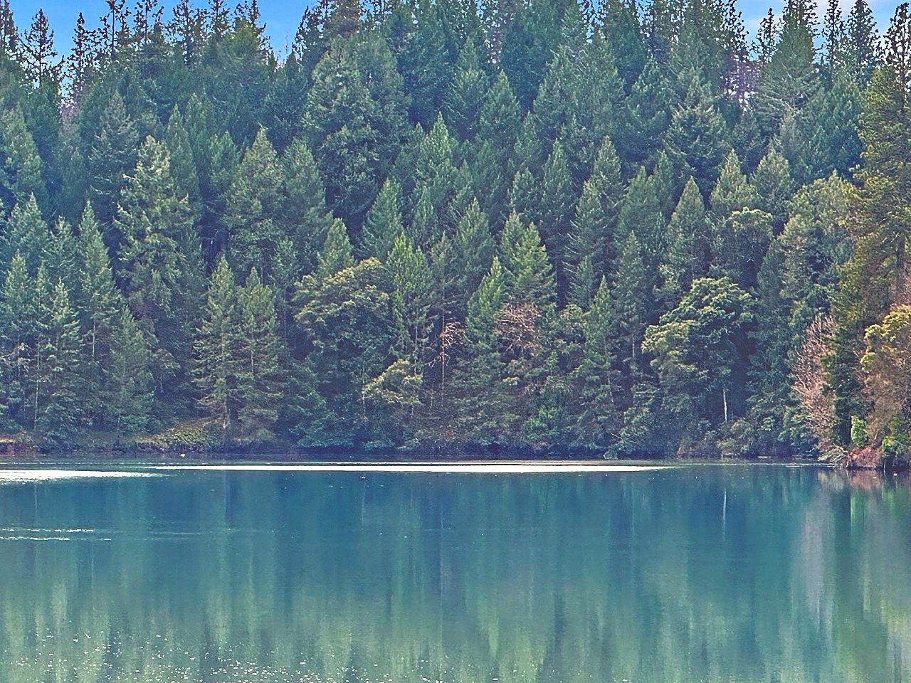 Rollins Lake in the morning — still green water with a wall of pine and cedar on the far shore