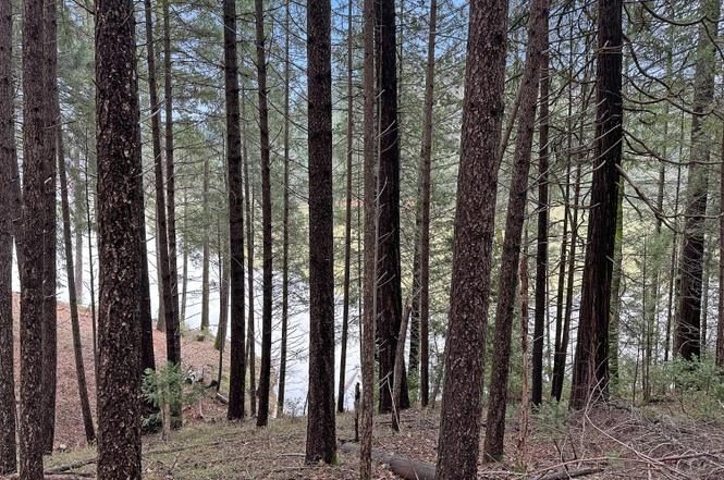 Mossy oaks and conifers across the wooded parcel